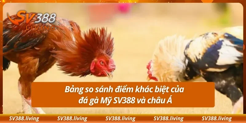 Bảng so sánh điểm khác biệt của đá gà Mỹ SV388 và châu Á