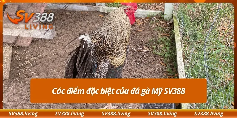 Các điểm đặc biệt của đá gà Mỹ SV388