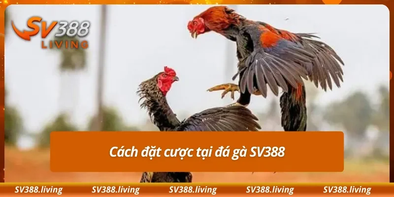Cách đặt cược tại đá gà SV388