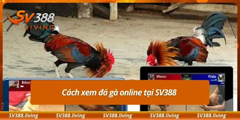 Cách xem đá gà online tại SV388