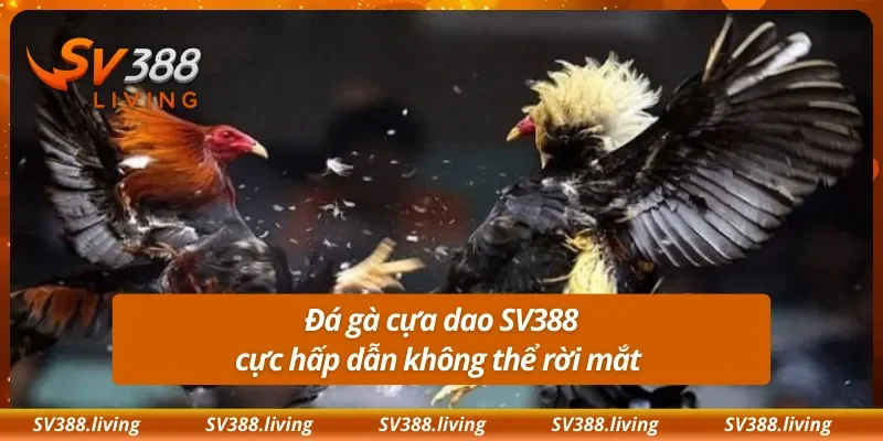 Đá gà cựa dao SV388 cực hấp dẫn không thể rời mắt