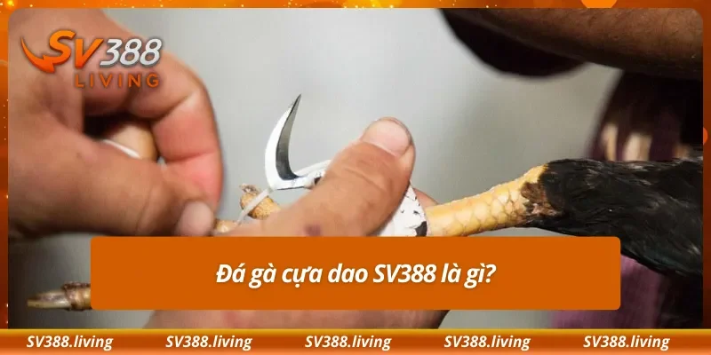 Đá gà cựa dao SV388 là gì?