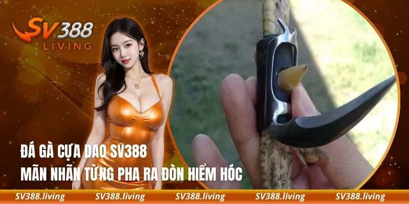 Đá Gà Cựa Dao SV388 – Mãn Nhãn Từng Pha Ra Đòn Hiểm Hóc