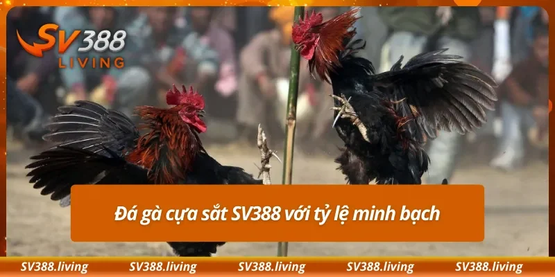 Đá gà cựa sắt SV388 với tỷ lệ minh bạch