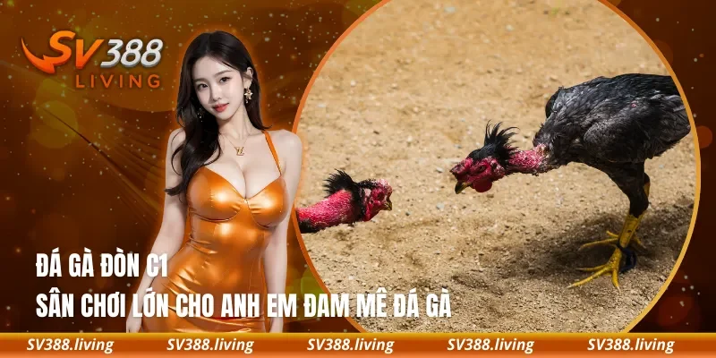 Đá Gà Đòn C1 – Sân Chơi Lớn Cho Anh Em Đam Mê Đá Gà