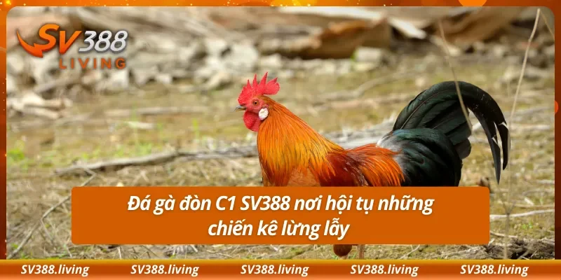 Đá gà đòn C1 SV388 nơi hội tụ những chiến kê lừng lẫy