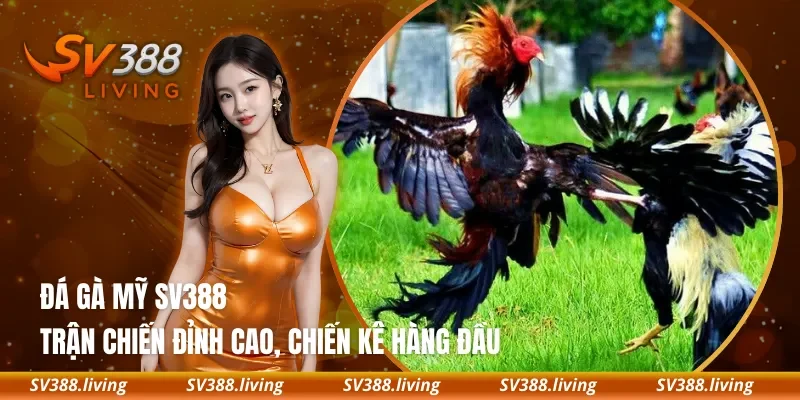 Đá Gà Mỹ SV388 – Trận Chiến Đỉnh Cao, Chiến Kê Hàng Đầu