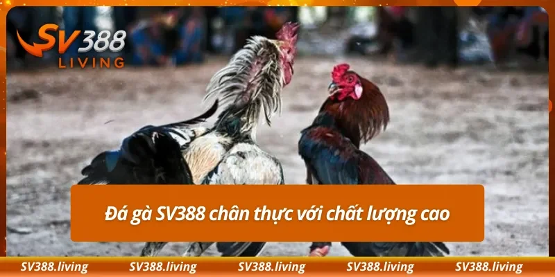 Đá gà SV388 chân thực với chất lượng cao