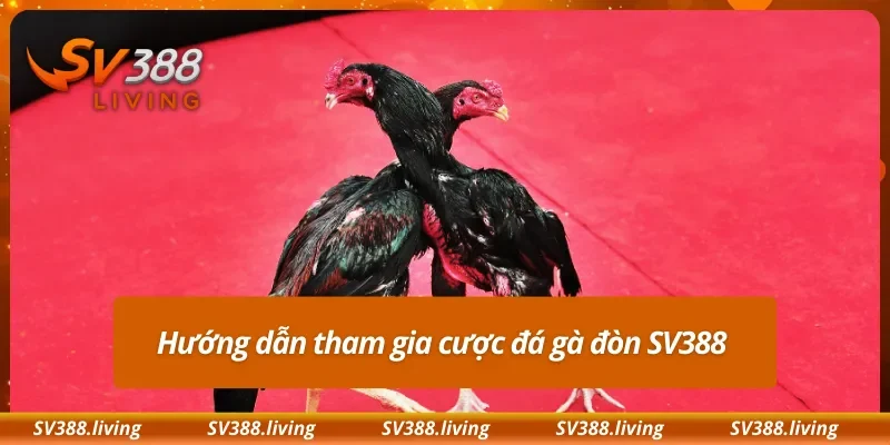 Hướng dẫn tham gia cược đá gà đòn SV388