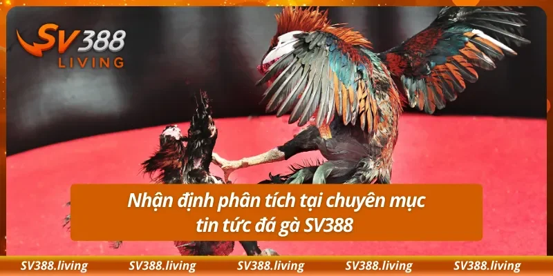 Nhận định phân tích tại chuyên mục tin tức đá gà SV388 
