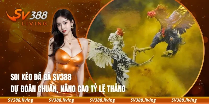 Soi Kèo Đá Gà SV388 – Dự Đoán Chuẩn, Nâng Cao Tỷ Lệ Thắng