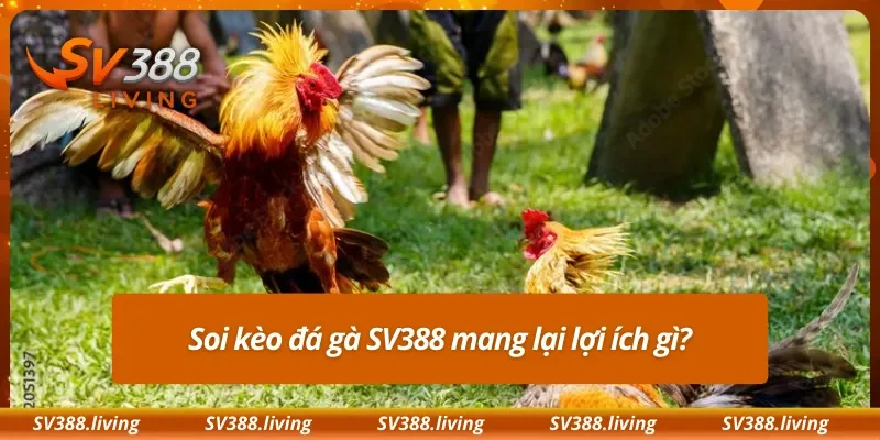 Soi kèo đá gà SV388 mang lại lợi ích gì?