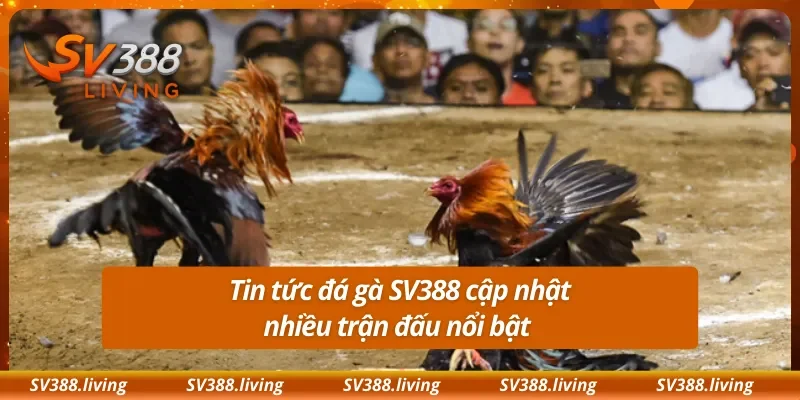 Tin tức đá gà SV388 cập nhật nhiều trận đấu nổi bật